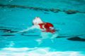 Campionati Italiani di Nuoto promozionale, Nuoto per Salvamento e Nuoto Sincronizzato